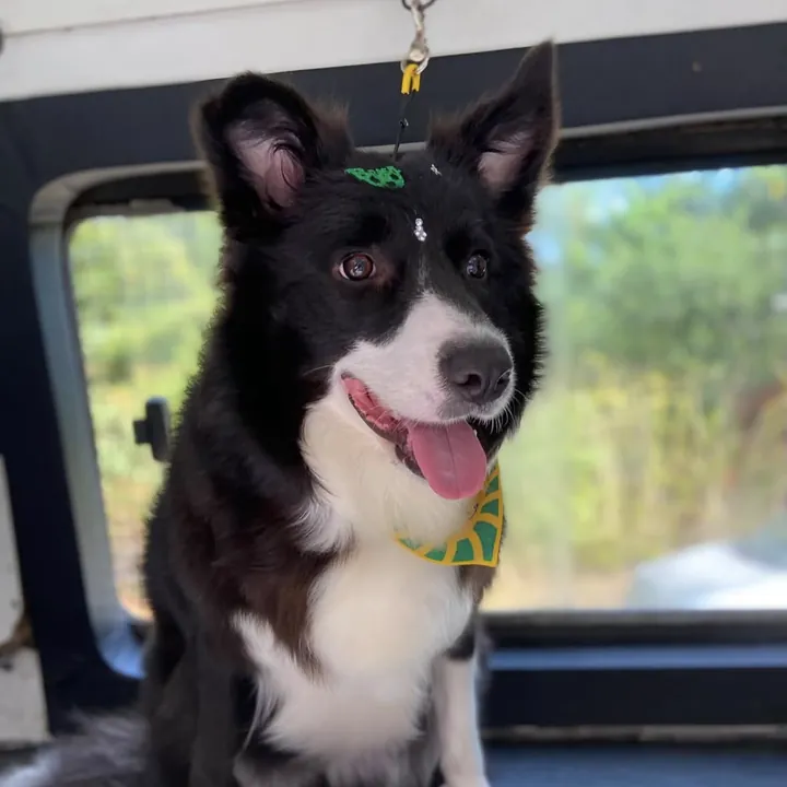 Border Collie de bandana verde e amarela