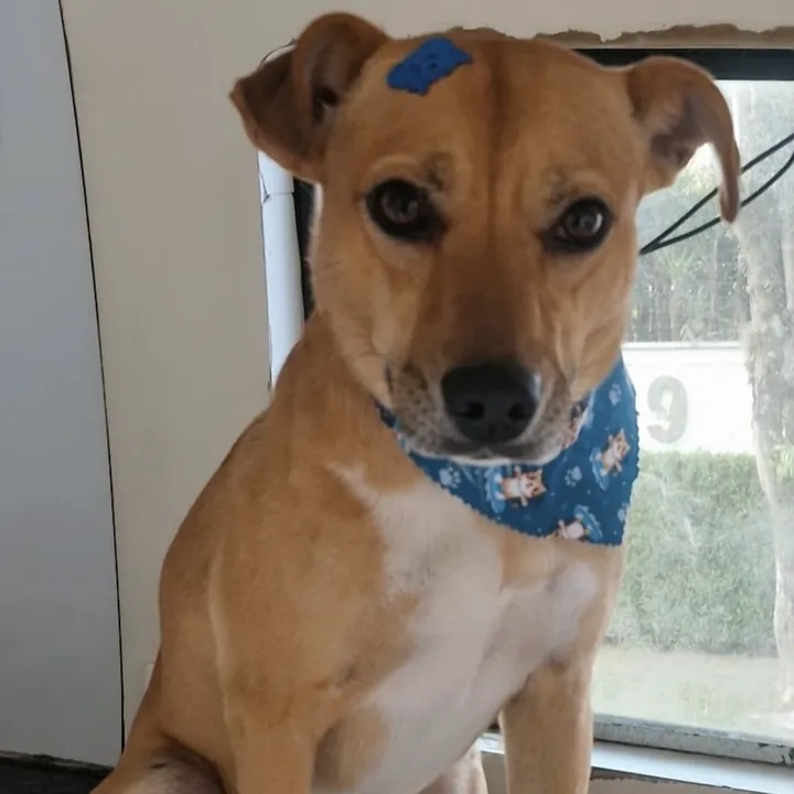 Vira-lata Caramelo de bandana azul