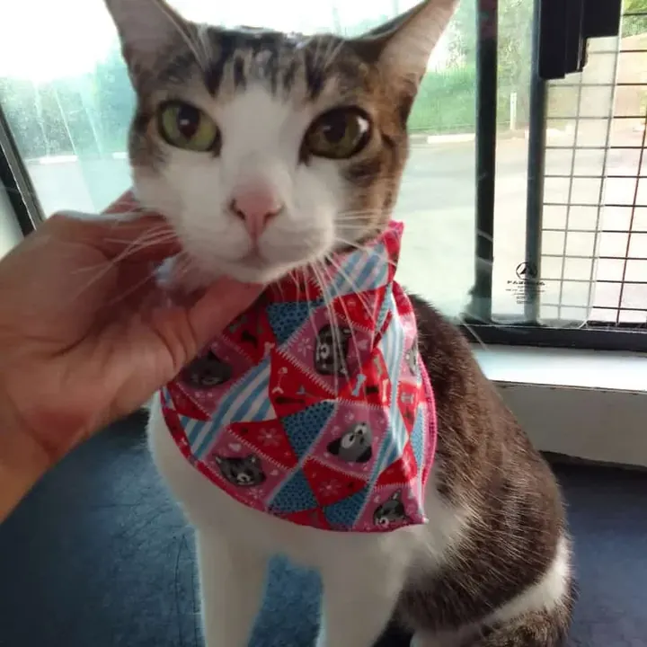 Gato de bandana rosa na mesa de banho