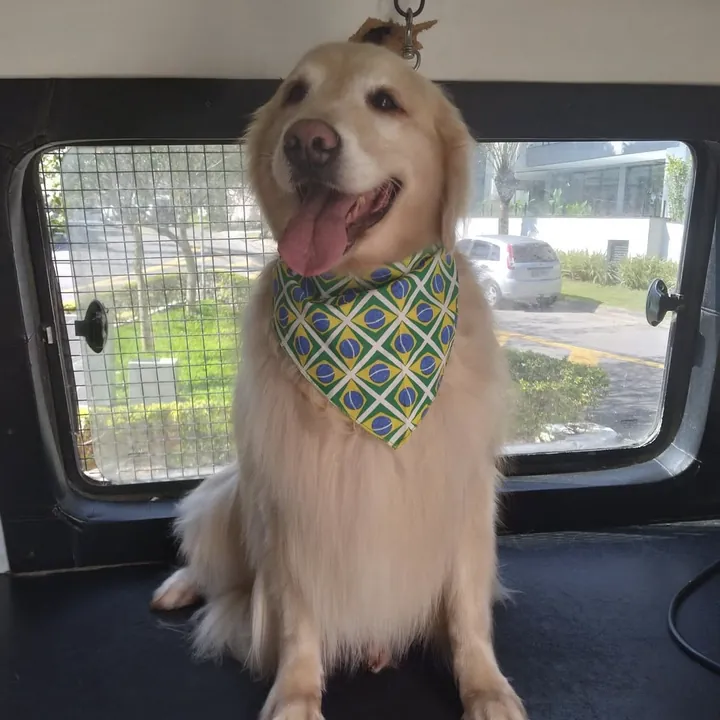Golden Retriever de bandana do Brasil dentro da van