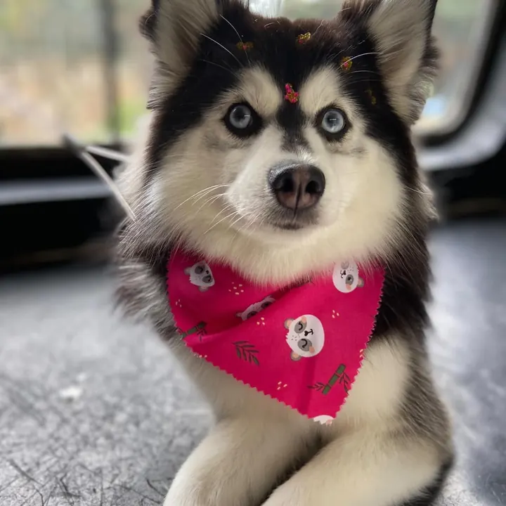 Husky Siberiano de bandana rosa após o banho