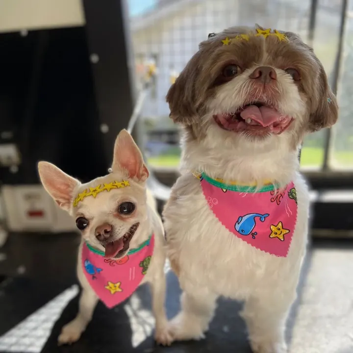 Lhasa Apso e Chihuahua juntos, de bandana