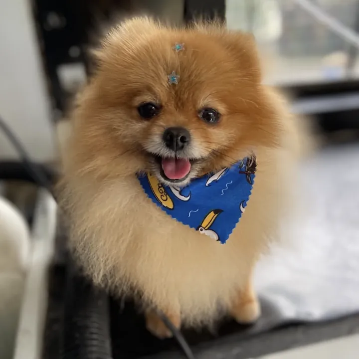 Lulu da Pomerânia de bandana azul