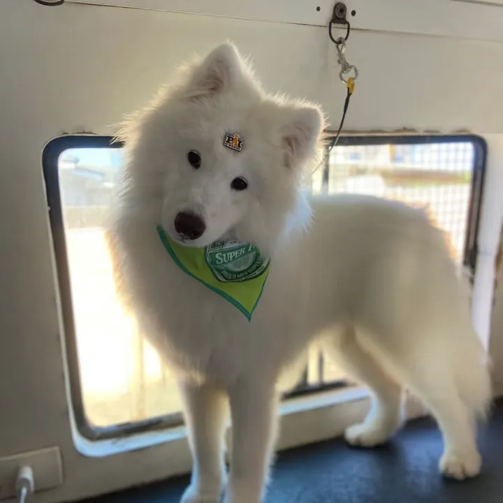 Samoieda branco de bandana verde dentro da van